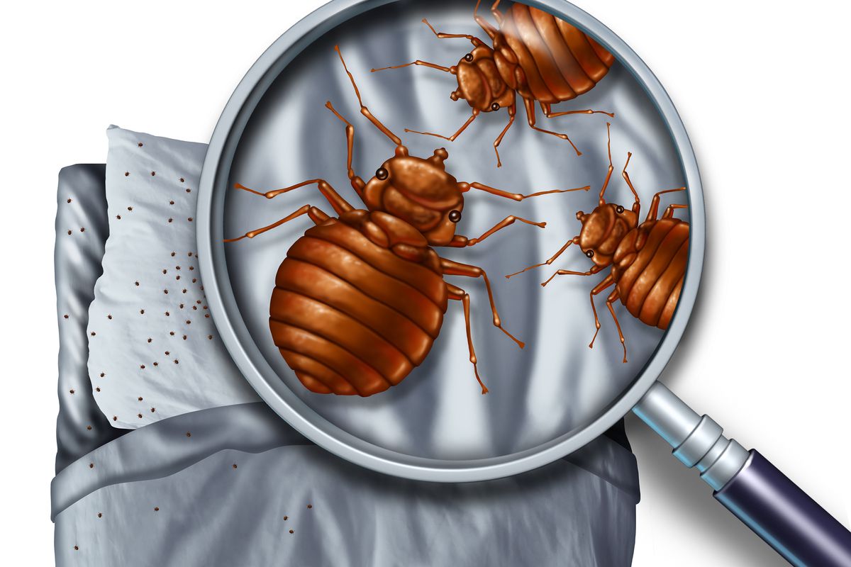 do bed bugs jump Bed bugs d